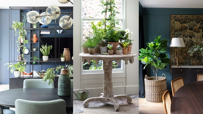 Các ý tưởng trang trí cây xanh trong nhà cho bạn
